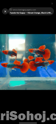 সব ধরনের গাপ্পি মাছ পাওয়া যায়